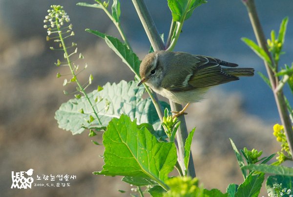 노랑눈썹솔새